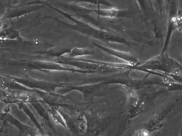 WI-38 Cells