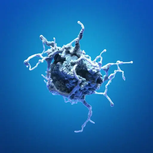 [GENT300703MA] Human Gingival Fibroblasts (hGF)